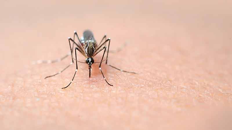 image of mosquito on human skin