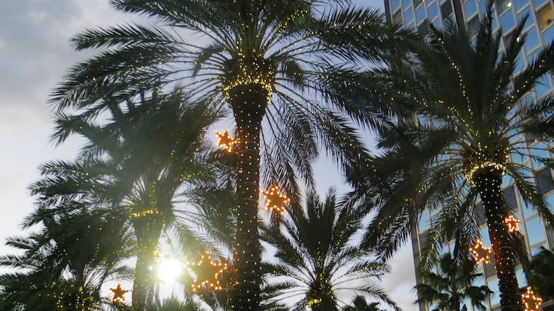 palm trees with lights