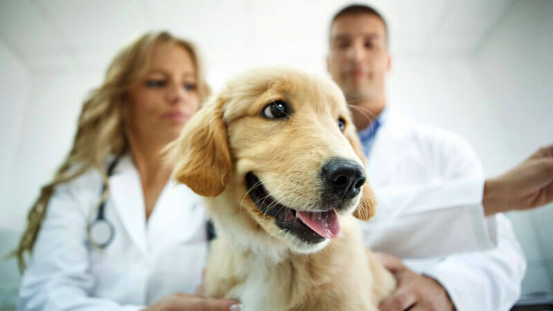 ASD offers residents low-cost pet care packages which include vaccinations, micro-chips and spay/neuter surgeries.