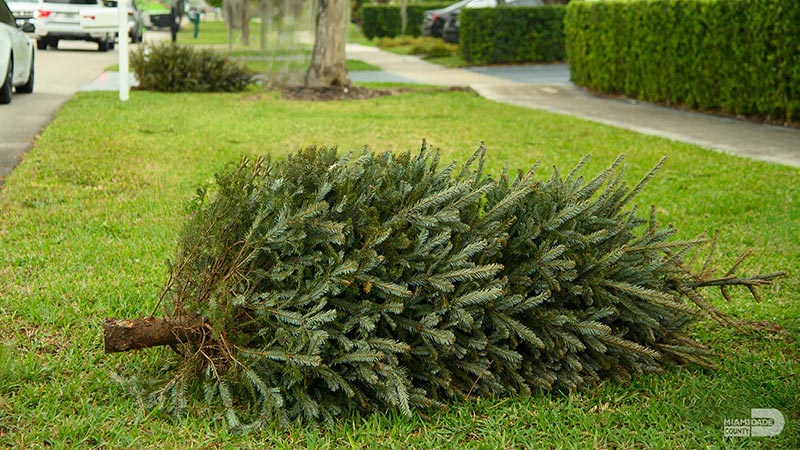 Image of after-christmas tree placed on curb
