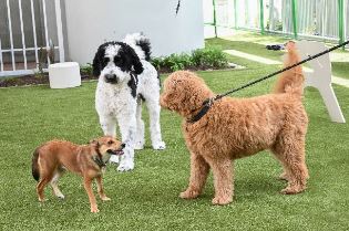 Three dogs inside dog park