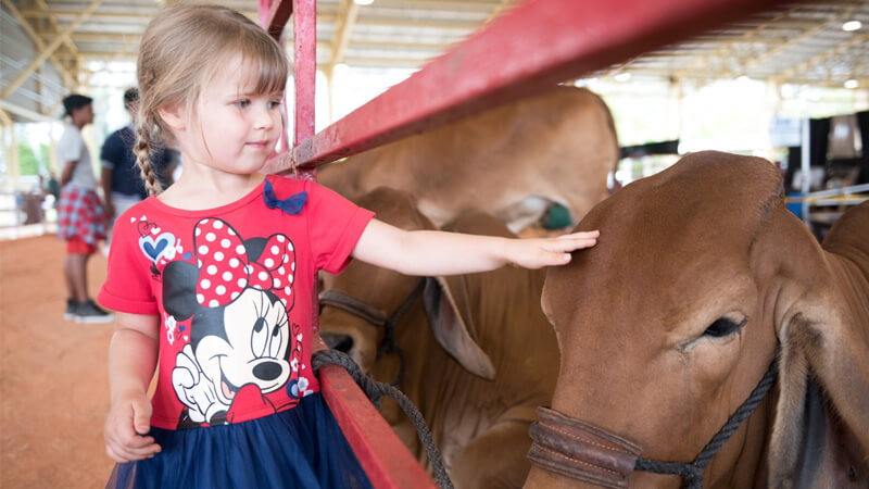 Little girl petting a cow