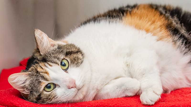 white and calico colored cat on a red blanket