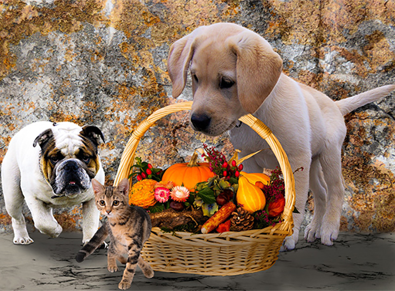 2 Dogs and cat with a basket of pumpkins and other Fall items