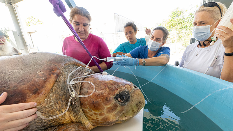 Sea Turtle Hospital open at Zoo Miami