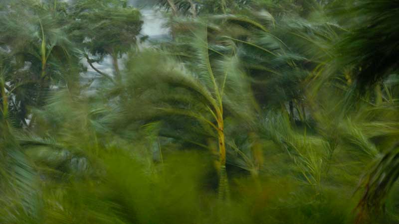 palms being blown by storm